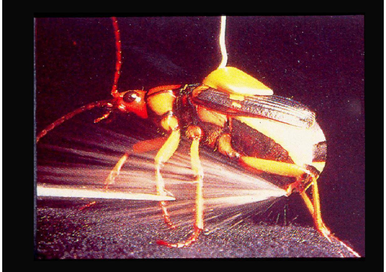 Dinosaurs are mentioned in the Bible! Bible Prophecy and Truth